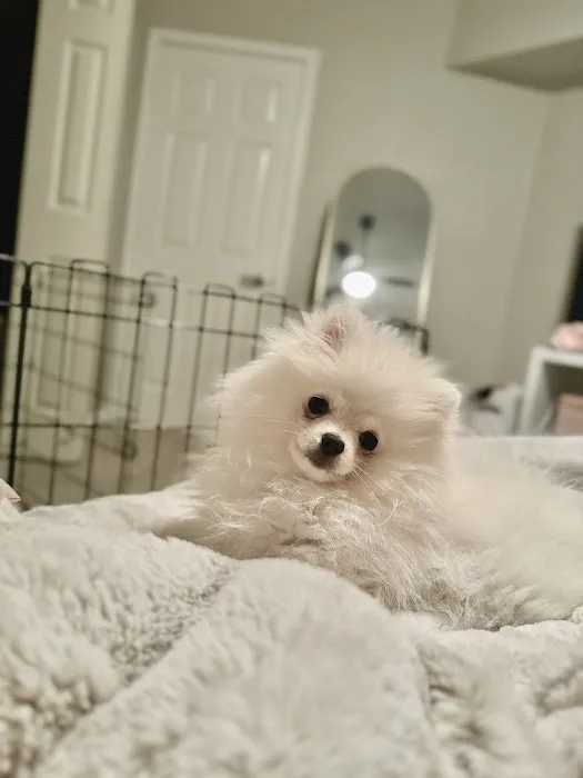 Furbaby puppies Picture 2
