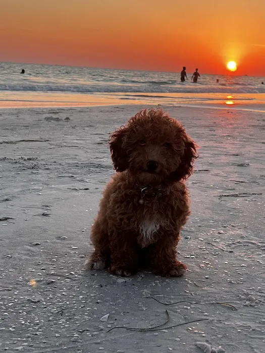 Furbaby puppies Picture 8