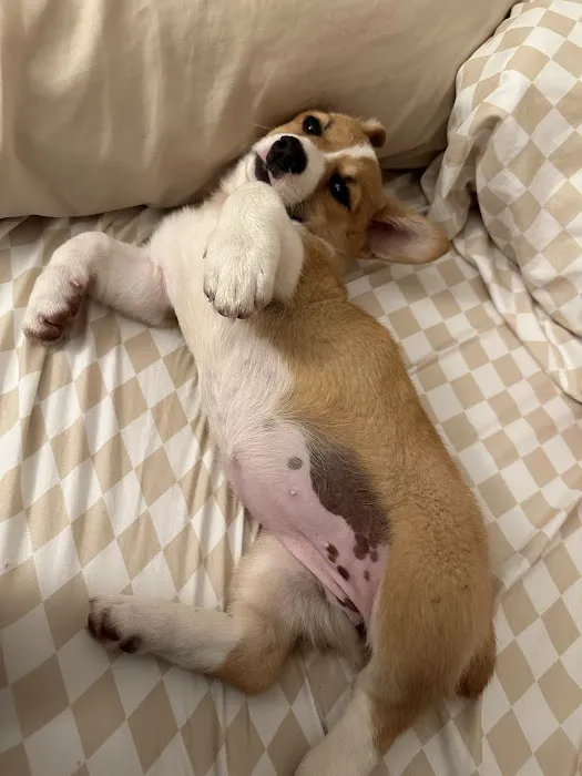 Furbaby puppies Picture 4