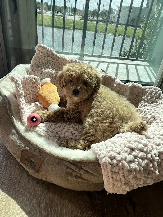 Furbaby puppies Picture 5