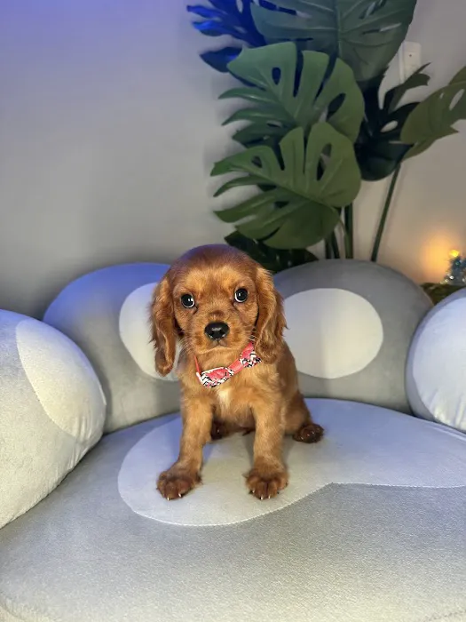 Puppy Mansion | Puppies in Miami | Premier Puppy Store Picture 7