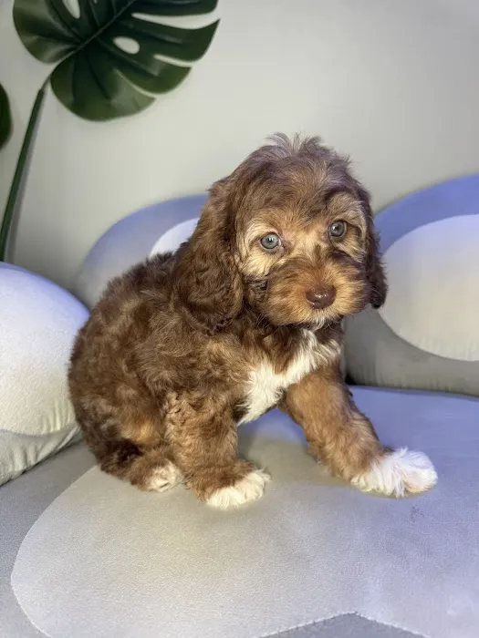Puppy Mansion | Puppies in Miami | Premier Puppy Store Picture 4