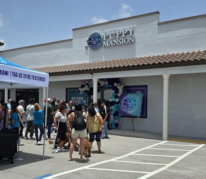 Puppy Mansion | Puppies in Miami | Premier Puppy Store Picture 1