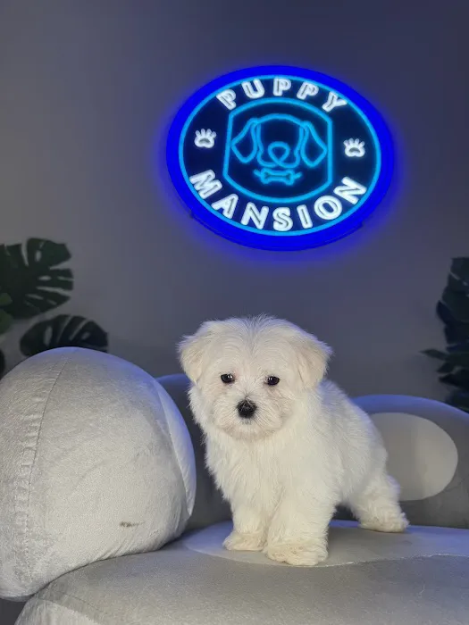 Puppy Mansion | Puppies in Miami | Premier Puppy Store Picture 6