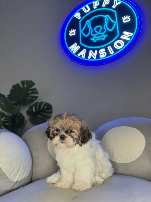 Puppy Mansion | Puppies in Miami | Premier Puppy Store Picture 5