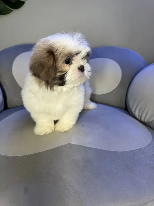 Puppy Mansion | Puppies in Miami | Premier Puppy Store Picture 2