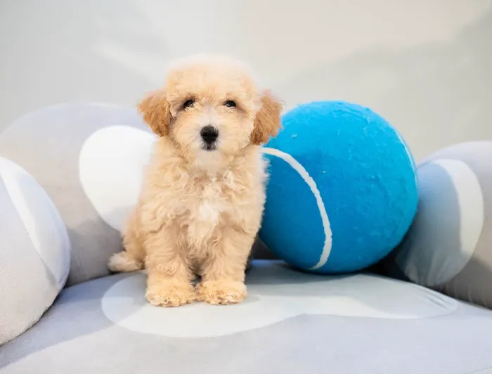 Puppy Mansion | Puppies in Miami | Premier Puppy Store Picture 9