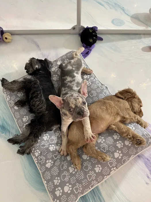 Puppy Mansion | Puppies in Miami | Premier Puppy Store Picture 10