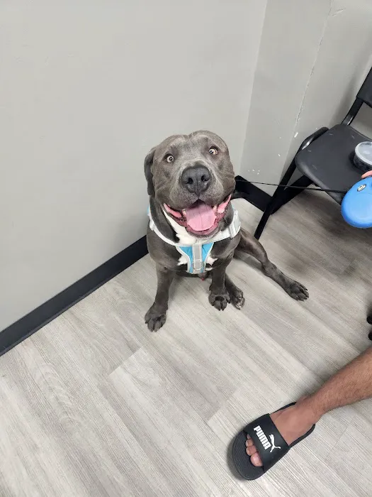Clifton Ave Animal Hospital Picture 8