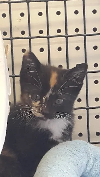 Pet Supermarket Picture 5
