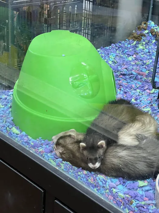 Pet Supermarket Picture 10