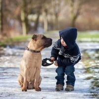 PetCure Oncology at Veterinary Radiosurgery and Imaging Center ico