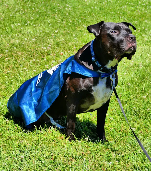 PetCure Oncology at Veterinary Radiosurgery and Imaging Center Picture 2