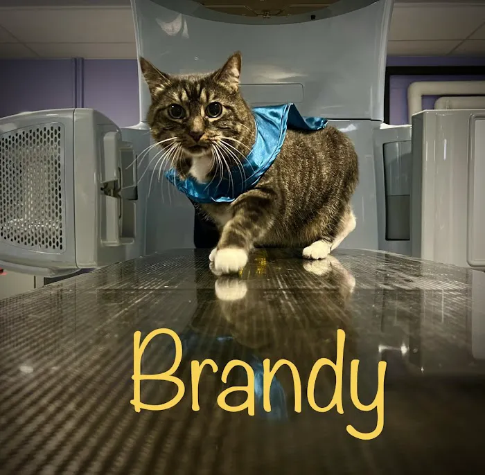 PetCure Oncology at Veterinary Radiosurgery and Imaging Center Picture 10