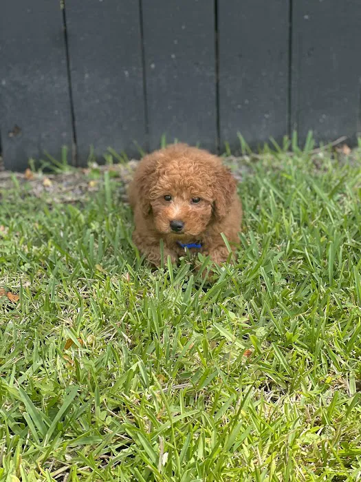 The Pet Shop a Puppy Boutique Picture 1