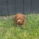 The Pet Shop a Puppy Boutique