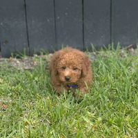 The Pet Shop a Puppy Boutique ico