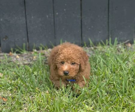 The Pet Shop a Puppy Boutique