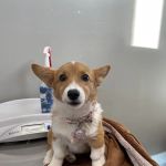 Veterinary Healthcare Center Of Clifton Inc