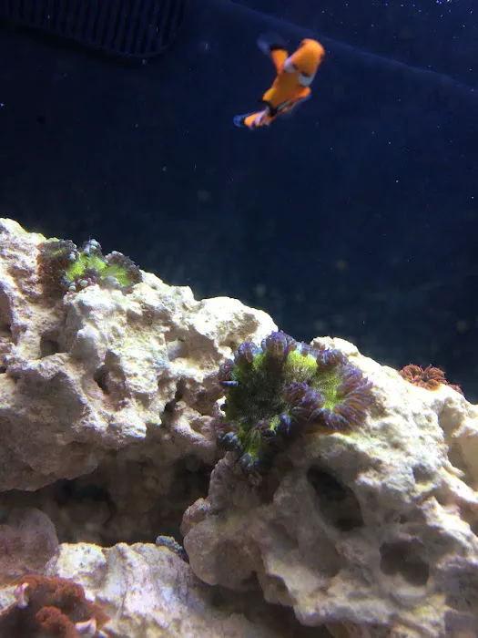 VIP Reef Aquarium Picture 9