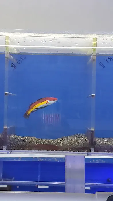 VIP Reef Aquarium Picture 8