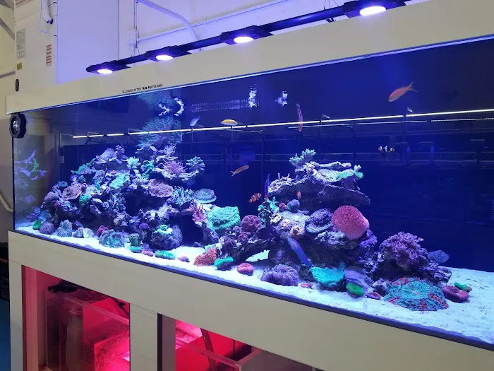 VIP Reef Aquarium Picture 4