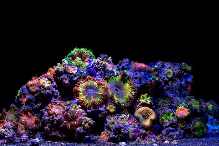 VIP Reef Aquarium Picture 3