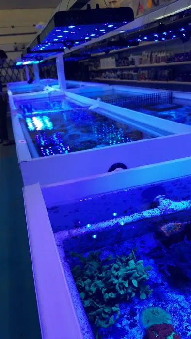 VIP Reef Aquarium Picture 2