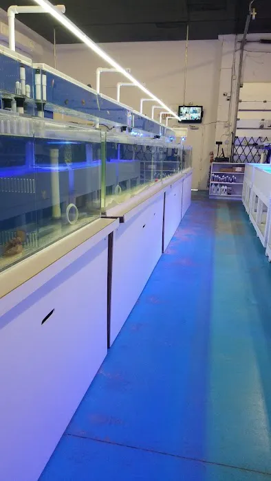 VIP Reef Aquarium Picture 5