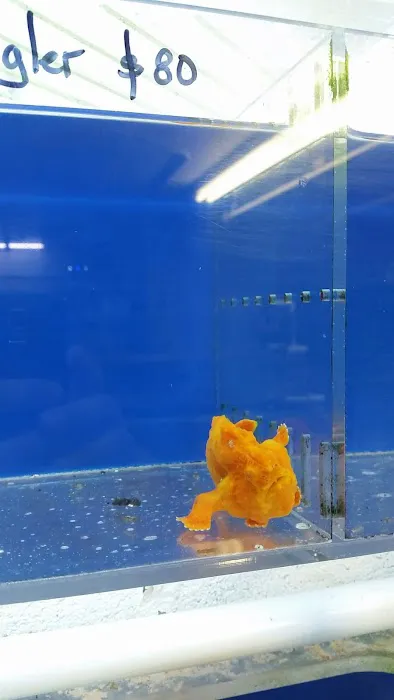 VIP Reef Aquarium Picture 7