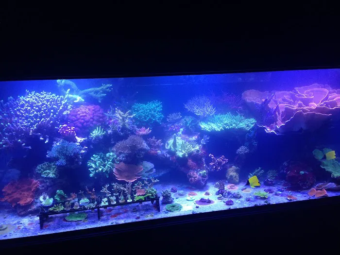 VIP Reef Aquarium Picture 6