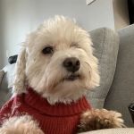 VEG ER for Pets