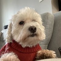 VEG ER for Pets ico
