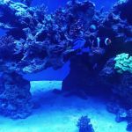 Aquarium Art