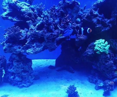 Aquarium Art