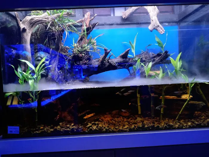 Aquarium Art Picture 2