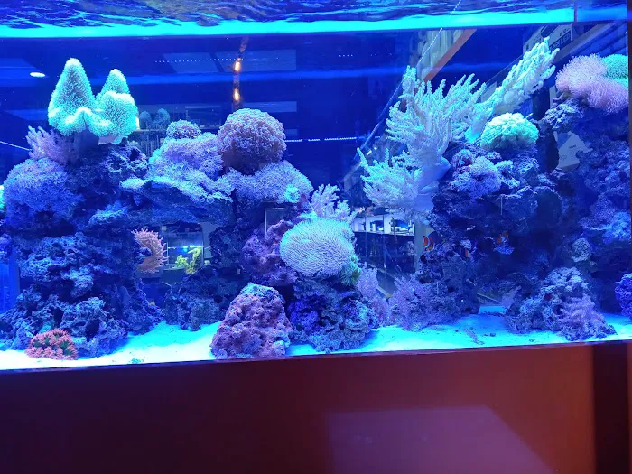 Aquarium Art Picture 9