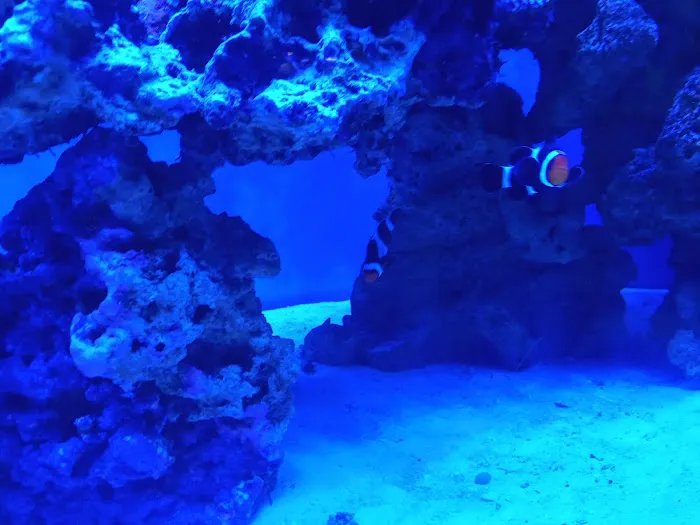 Aquarium Art Picture 5