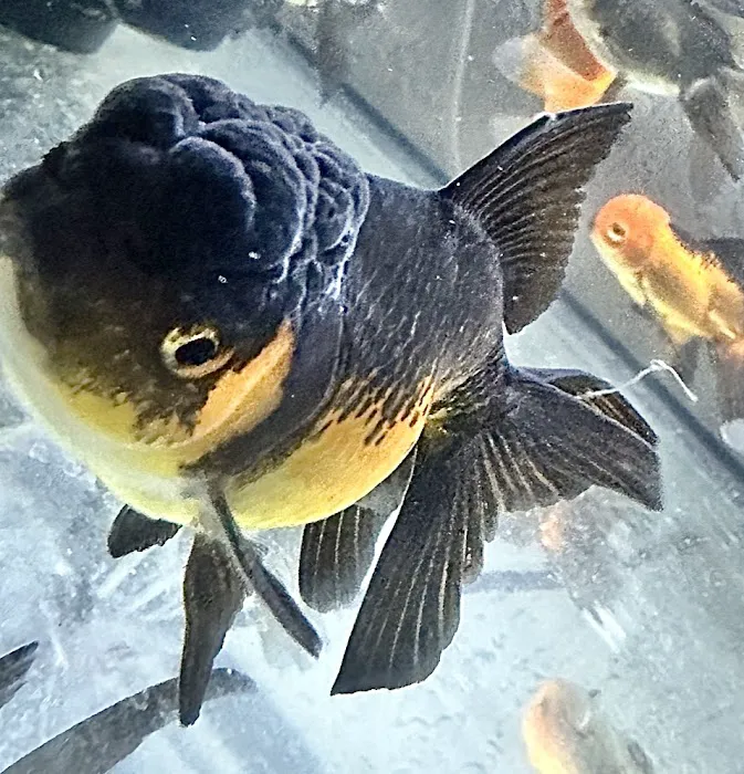 Yellow Koi Petshop Picture 2