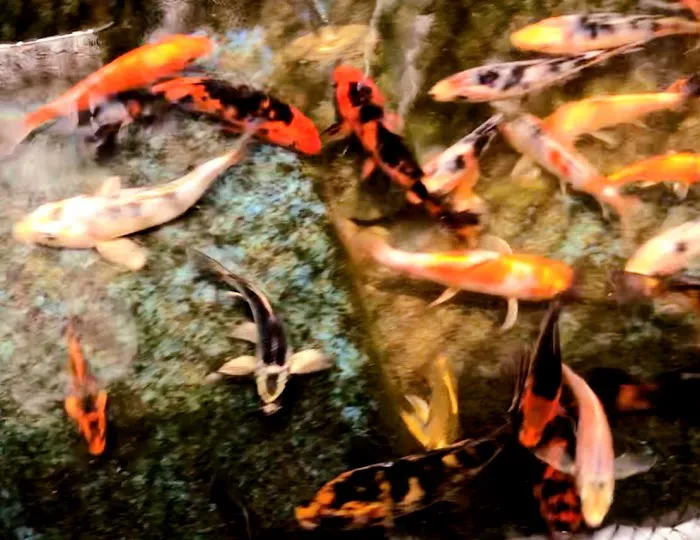 Yellow Koi Petshop Picture 1