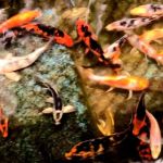 Yellow Koi Petshop