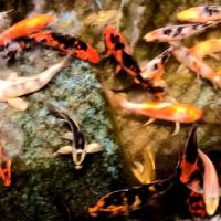 Yellow Koi Petshop ico