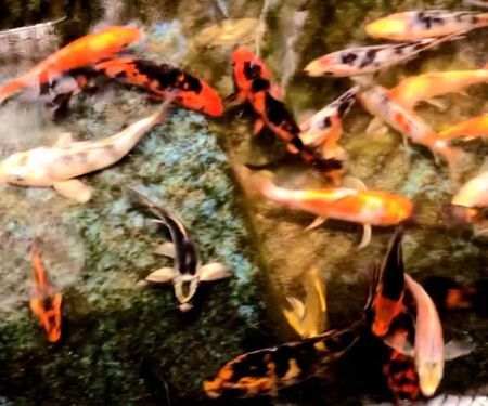 Yellow Koi Petshop