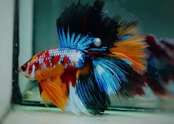 Yellow Koi Petshop Picture 9