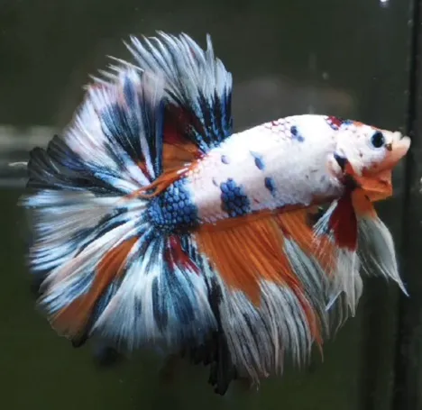 Yellow Koi Petshop Picture 6