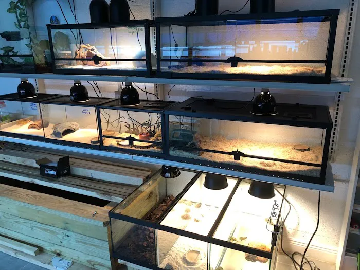 Yellow Koi Petshop Picture 3