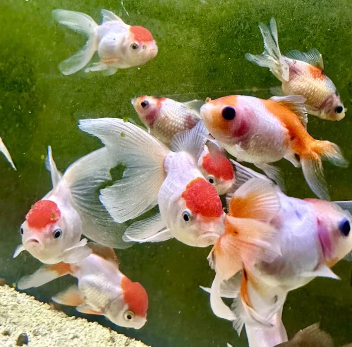 Yellow Koi Petshop Picture 10