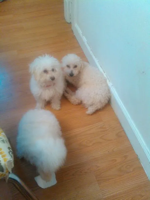 Animal Hospital Of Rutherford Picture 6