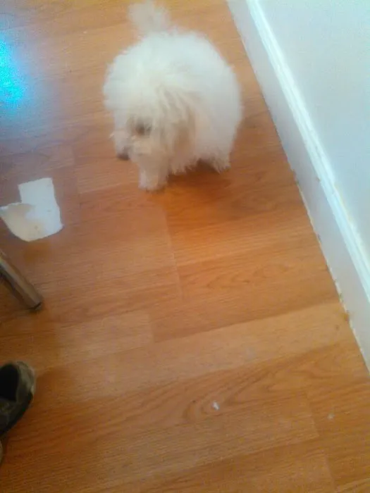 Animal Hospital Of Rutherford Picture 4