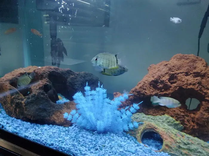 Pet Supermarket Picture 5